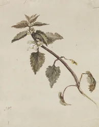 Une branche feuillue